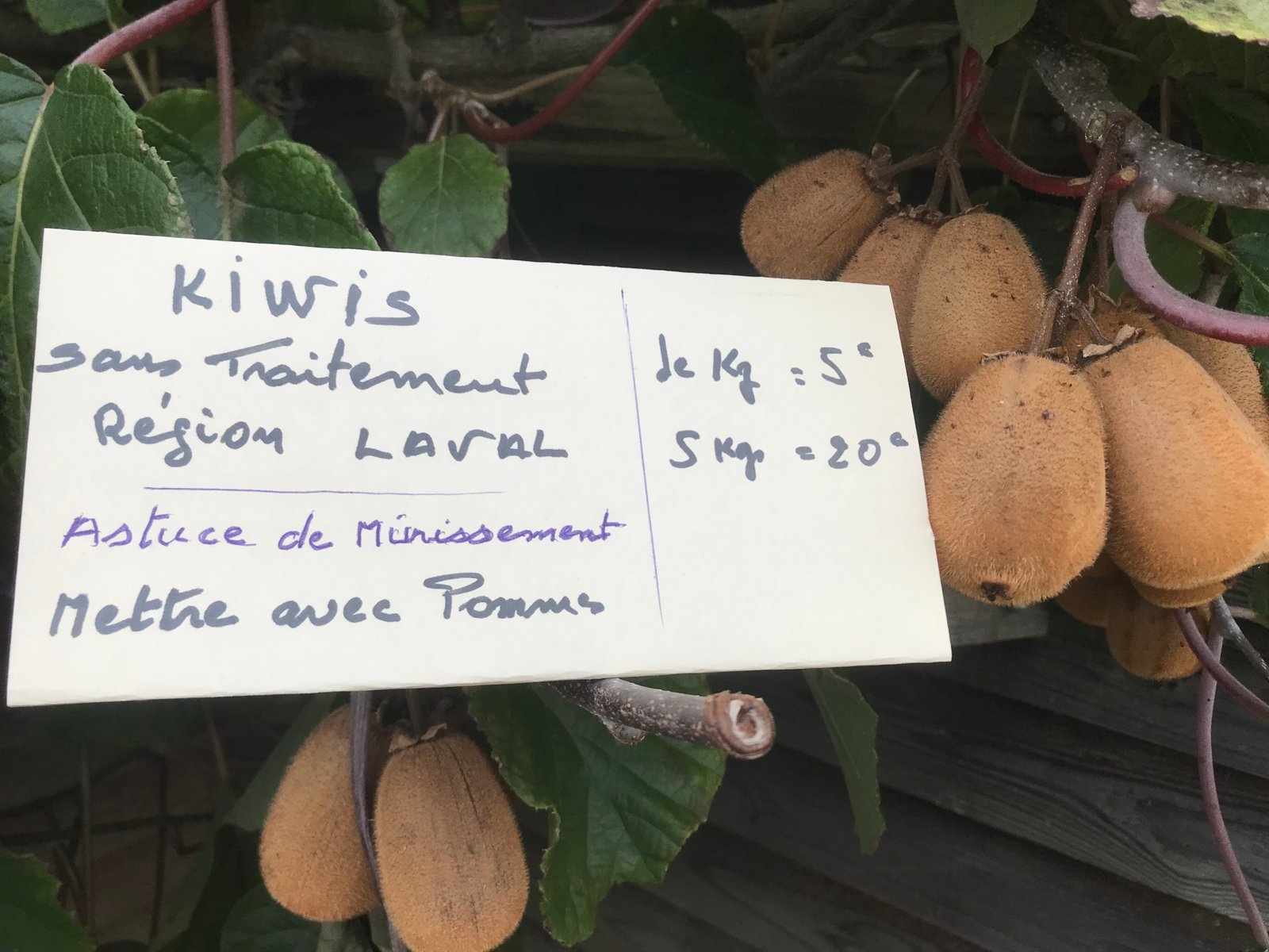 KIWI - Mr Pelé région Laval - 5 kg - 1kg/4€ -
